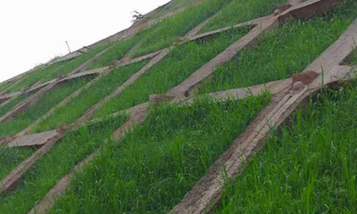 1719369318104842.jpg 復綠.jpg